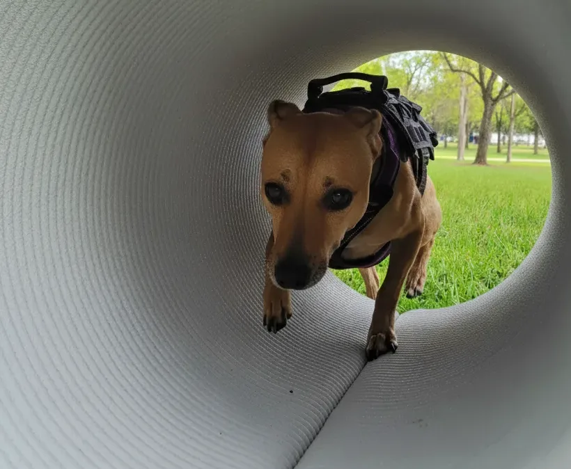 3d printed concrete dog training equipment